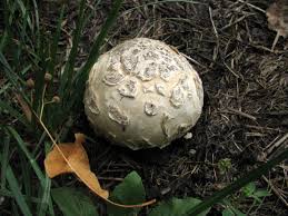 Where to find puffball mushrooms?puffball mushrooms location!game info:you are an exile, outcast and downtrodden, sentenced to. Mycenastrum Wikipedia