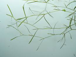 Image result for Potamogeton pusillus