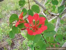 Image result for Barleria galpinii