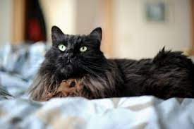 Meet smokey, a maine coon & persian mix cat for adoption, at whiskers, tails and ferals in napa, ca on petfinder. What Is The Difference Between A Tiffany Cat And A Black Maine Coon Poc