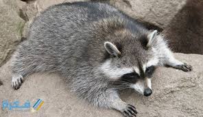 لحسن الحظ، هناك بعض الطرق الإنسانية التي تمكنك من التخلص من حيوانات الراكون المحيطة بمنزلك. Ø­ÙŠÙˆØ§Ù† Ø§Ù„Ø±Ø§ÙƒÙˆÙ† Ù…Ø§Ø°Ø§ ÙŠØ§ÙƒÙ„