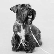 Image result for ČESKÝ TERIÉR