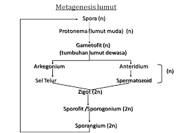 Hal ini disebabkan, karena zigot tumbuhan paku yang sekarang masih hidup itu, segera pada permulaan perkembangannya selain haustorium lalu. Metagenesis Pengertian Proses Contoh Dan Penjelasan