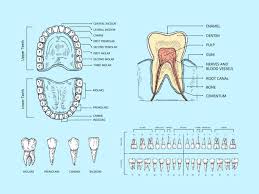 Image result for Tooth Anatomy