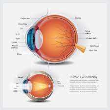 human eye anatomy and normal lens vector illustration eye anatomy human eye vector illustration