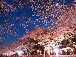 Cherry trees, or sakura, symbolize the evanescence of human life in japanese culture—their blossoms are both brilliant and brief. 2019 Edition The Best Spots And Restaurants In Japan For Viewing Cherry Blossoms Discover Oishii Japan Savor Japan Japanese Restaurant Guide