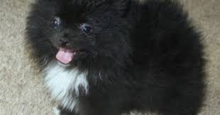 Black And White Pomsky Full Grown Small Black And White Pomeranian 8 Weeks Pom Dog Pomeranian White Pomeranian