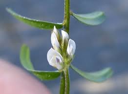 Image result for Vicia hirsuta