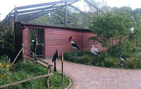 Naturzoo Rheine Stork Aviary Aviary Zoo Animals Zoo