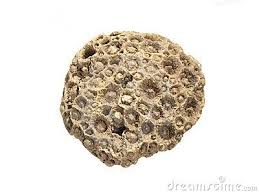 West Virginia State Gem Fossil Coral Lithostrotionella Fossils Fossil Coral