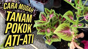 Dahulunya dikelompokkan di bawah genus coleus. Cara Mudah Tanam Pokok Ati Ati Youtube