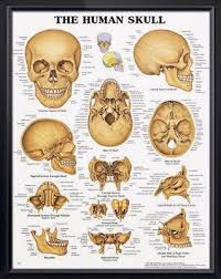 The Human Skull Anatomy Poster Anatomical Chart Company Ebay