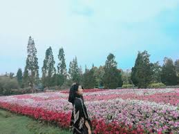 Pandeglang, salah satu kota yang juga dijuluki kota santri ternyata menyimpan keindahan bagi namun kali ini ada yang berbeda, bukan pantainya melainkan bunganya. 5 Kota Ini Punya Kebun Bunga Yang Indah Instagramable Banget