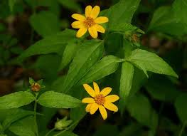 Image result for Aspilia africana