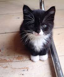 Need A New Cat Litter Plan Littersolutionscat Sevimli Kedi Yavrulari Sevimli Hayvan Yavrulari Sevimli Kediler