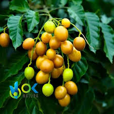 Image result for Spondias mombin