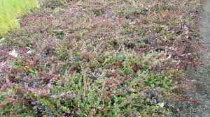 Bearberry leaves user manualreed more and buy bearberry leaves on this pagecompositioneach filter bag contains 1.5 grams of herbal raw material of bearberry leaves in powder form.the leaves of the plant terms of sale. Bearberry Seedlings At Harvest 2018 Treetime Ca Youtube
