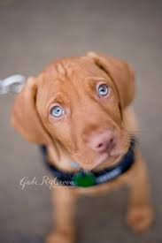 Vizsla puppy for sale in new york mills, mn, usa. 10 Vizsla Dogs Ideas Vizsla Dogs Vizsla Dogs