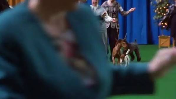 Best in Show - Where to Watch and Stream - TV Guide