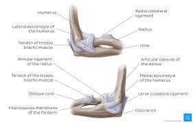 Diagram Pictures Elbow Joint Anatomy Kenhub Joints Anatomy Elbow Joint