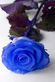 Blue Rose Blue Roses Blue Roses Wallpaper Dye Flowers