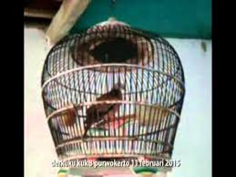 Pada kali ini penulis senandung bird farm mencoba mengupas mengenai sisi negatif dari maraknya jual beli kenari hasil ternak dalam negeri. Derkuku Kuk 3 Purwokerto Youtube