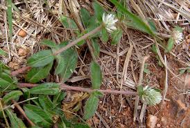 Image result for Gomphrena celosioides