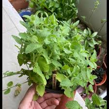 1 fl oz (pack of 1). Apple Mint Potted Plant Organic Rare Shopee Singapore