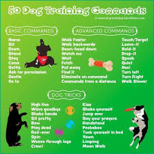 Basic Dog Training Click Pic For Various Dog Care And Training Ideas Doglovers Dogcommandstraining Dog Training Obedience Dog Commands Dog Training