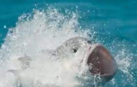 Albatross are more prone to eating plastic because they fish by skimming their beaks across the top of the water, and inadvertently take in plastics floating on the. Blue Planet Ii Viewers Terrified By Bird Eating Fish