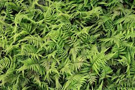 Image result for Deparia