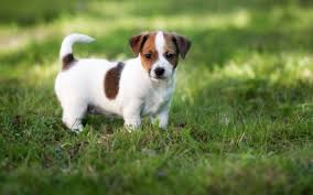 Jack Russell Terrier Puppies Behavior And Characteristics