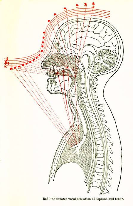 Lilli Lehmann's Mapping of Somatic Vocal Sensation, AI generated