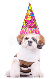 Download puppy hat stock photos. Shih Tzu Puppy Wearing A Party Hat Stock Photos Freeimages Com