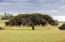 Image result for Acacia abyssinica
