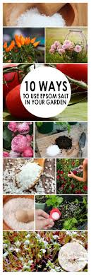 Maybe you would like to learn more about one of these? 10 Ways To Use Epsom Salt In Your Garden Bees And Roses