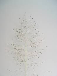 Image result for Eragrostis friesii