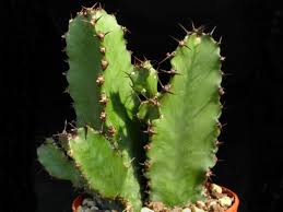 Image result for Euphorbia lissosperma