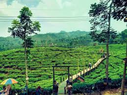 Buat yang belum punya rencana tahun baru mau kmna mending ke kebun teh gunung gambir sja gaes libur tahun baru an ambil menikmati udara segar pegunungan. 10 Spot Foto Keren Kebun Teh Gunung Gambir Tiket Masuk Alamat Wisata Oke