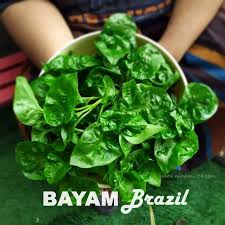 Mari kita menelusuri tanaman bayam metah,hijau dn bym doreng/loreng yg kaya akan manfaat dm kasiat. Khasiat Bayam Brazil Cara Tanam Jaga Dan Sedap Masak Apa