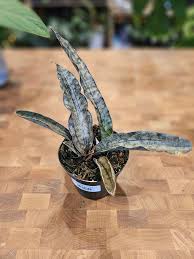 Image result for Sansevieria kirkii