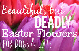 Maybe you would like to learn more about one of these? Beautiful But Deadly Easter Flowers For Pets