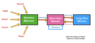 Therefore, it may be too simplistic to suggest that every mind possesses exactly three memory stores. Aqa A Level Psychology Memory Revision Notes Learndojo Org