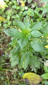 Image result for Micrococca mercurialis