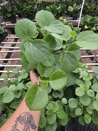 Image result for Cissus rotundifolia