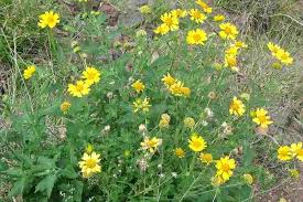 Image result for Verbesina encelioides