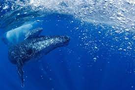 The humpback whale (megaptera novaeangliae) is a species of baleen whale. Humpback Whale Population On The Rise After Near Miss With Extinction Eurekalert Science News
