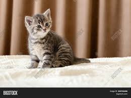 Calico cats have three colors: Cute Tabby Kitten Image Photo Free Trial Bigstock