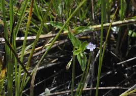 Image result for Torenia thouarsii