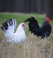 Check spelling or type a new query. Poultry For Sale Backyard Poultry Chickens Ducks Geese Turkeys